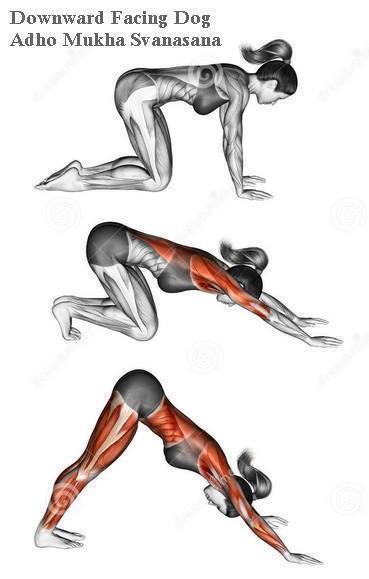 Mišići koji rade u određenim joga vežbama