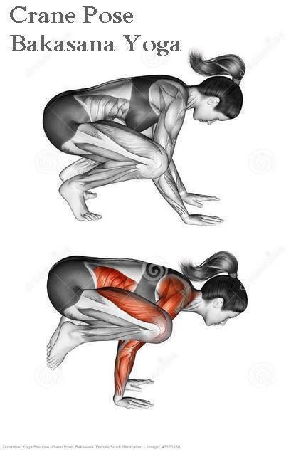 Mišići koji rade u određenim joga vežbama